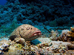 Reef seen with a Greasy Grouper(epinephelus tauvina) taki... by Marko Perisic 